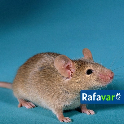 Cómo identificar excremento de ratón