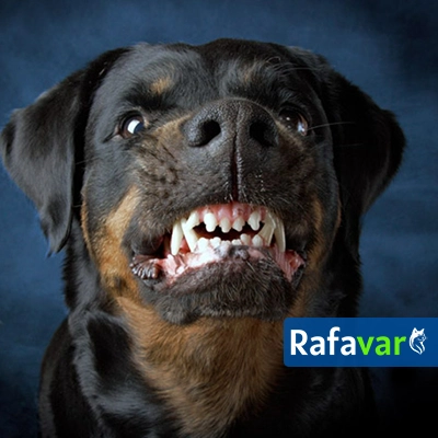 Cómo saber si mi perro tiene rabia